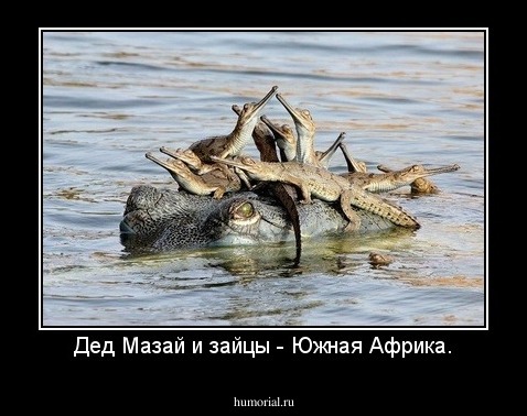 Дед Мазай и зайцы - Южная Африка.