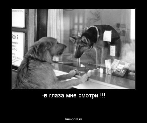 -в глаза мне смотри!!!!
