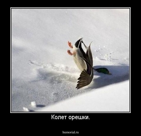 Колет орешки.
