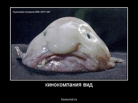 кинокомпания вид