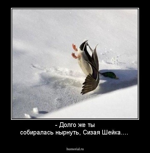 - Долго же ты собиралась нырнуть, Сизая Шейка....