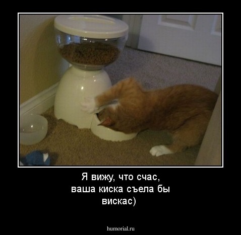 Я вижу, что счас, ваша киска съела бы вискас)