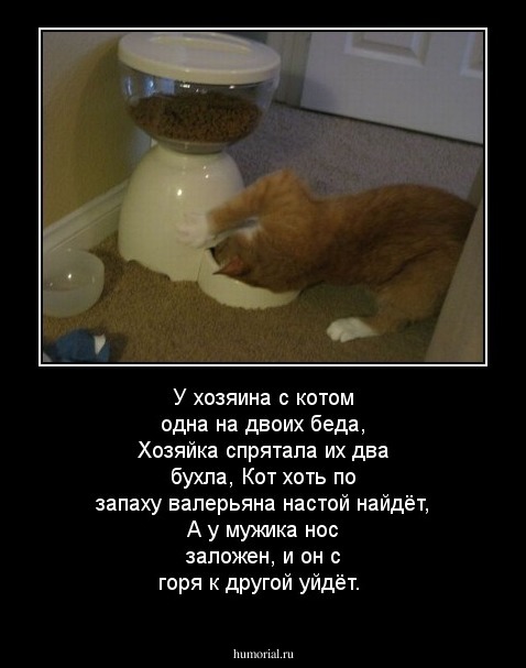 У хозяина с котом одна на двоих беда,
Хозяйка спрятала их два бухла,
Кот хоть по запаху валерьяна настой найдёт, 
А у мужика нос заложен, и он с горя к другой уйдёт.