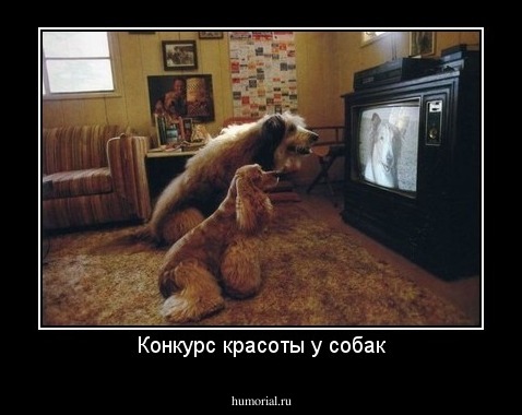 Конкурс красоты у собак