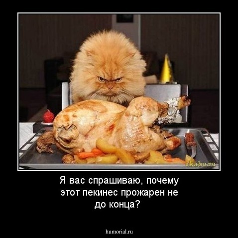 Я вас спрашиваю, почему этот пекинес прожарен не до конца?
