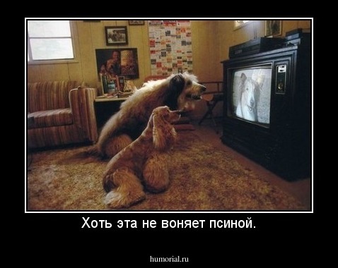 Хоть эта не воняет псиной.