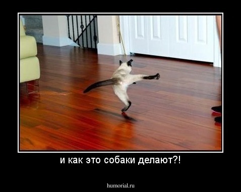 и как это собаки делают?!