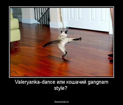 Valeryanka-dance или кошачий gangnam style?
