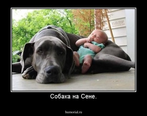 Собака на Сене.