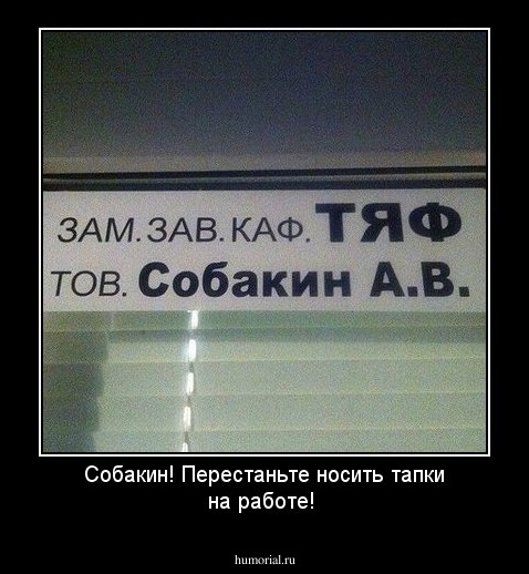 Собакин! Перестаньте носить тапки на работе!