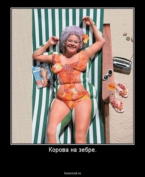 Корова на зебре.
