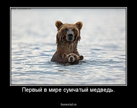 Первый в мире сумчатый медведь.