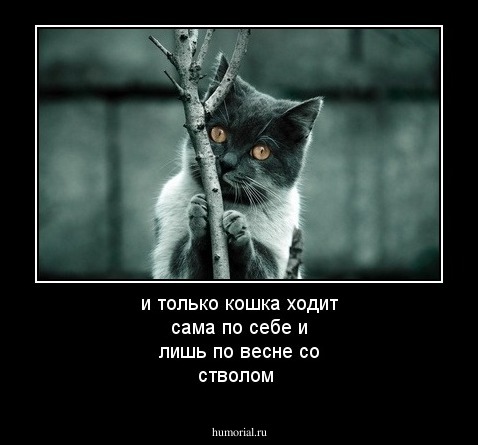и только кошка ходит сама по себе и лишь по весне со стволом