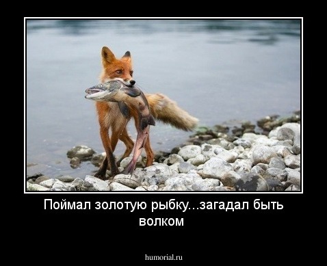 Поймал золотую рыбку...загадал быть волком