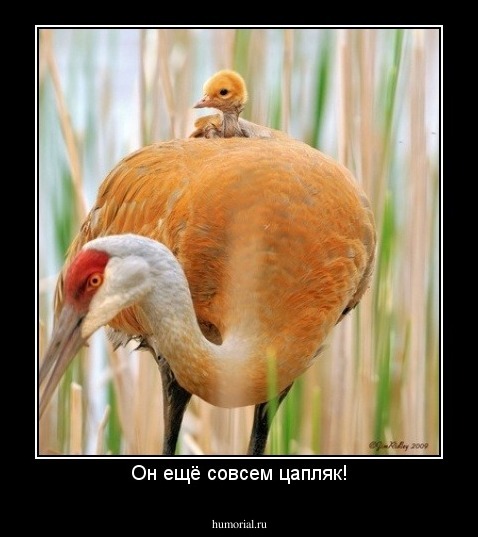 Он ещё совсем цапляк!