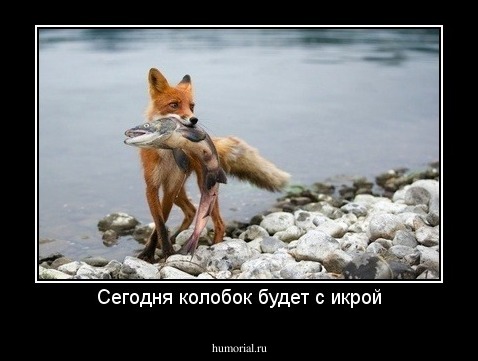 Сегодня колобок будет с икрой