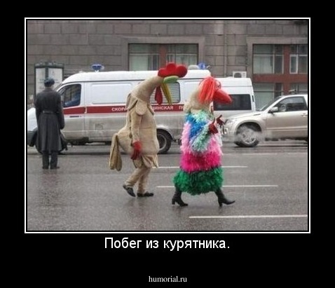 Побег из курятника.