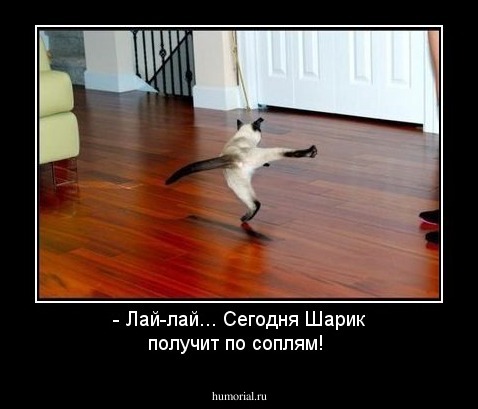 - Лай-лай... Сегодня Шарик получит по соплям!