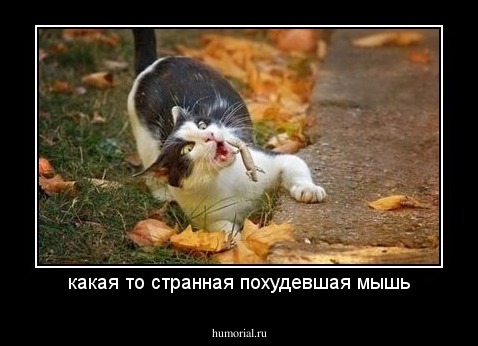 какая то странная похудевшая мышь