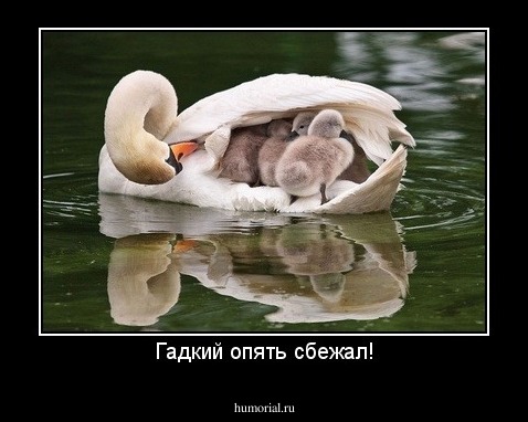 Гадкий опять сбежал!