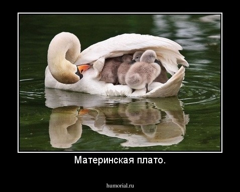 Материнская плато.