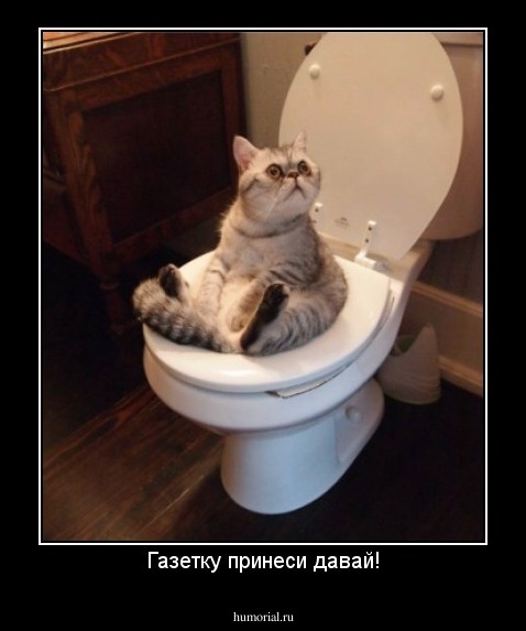 Газетку принеси давай!
