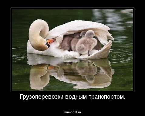 Грузоперевозки водным транспортом.