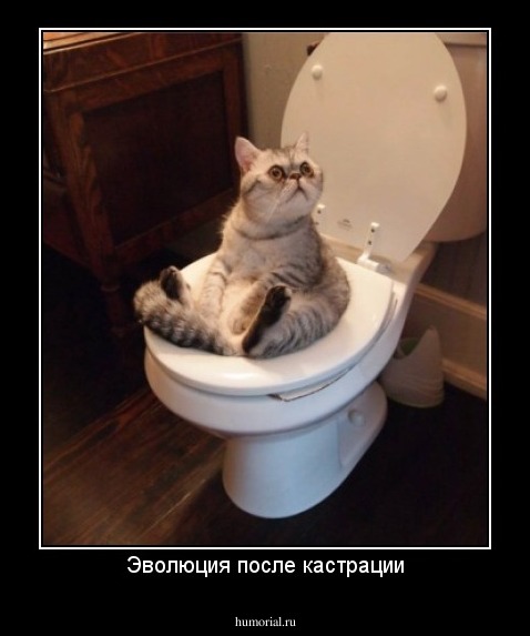 Эволюция после кастрации