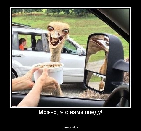 Можно, я с вами поеду!