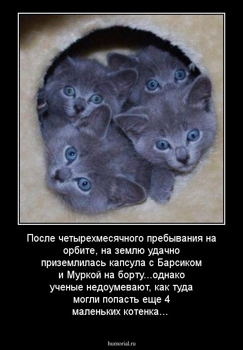 После четырехмесячного пребывания на орбите, на землю удачно приземлилась капсула с Барсиком и Муркой на борту...однако ученые недоумевают, как туда могли попасть еще 4 маленьких котенка...