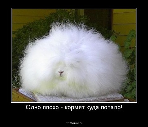 Одно плохо - кормят куда попало!