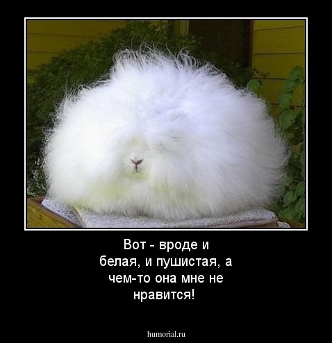 Вот - вроде и белая, и пушистая, а чем-то она мне не нравится!