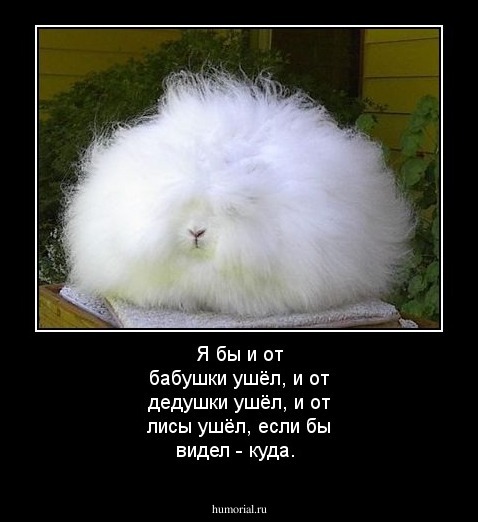 Я бы и от бабушки ушёл, и от дедушки ушёл, и от лисы ушёл, если бы видел - куда.