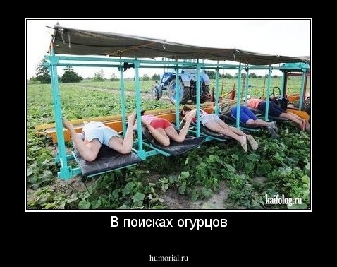 В поисках огурцов
