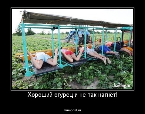 Хороший огурец и не так нагнёт!