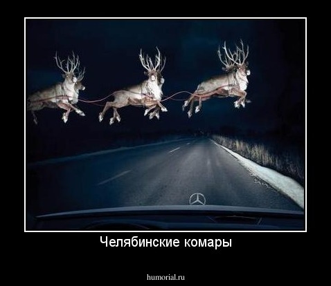 Челябинские комары