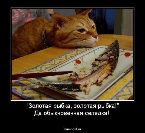 "Золотая рыбка, золотая  рыбка!" Да обыкновенная селедка!