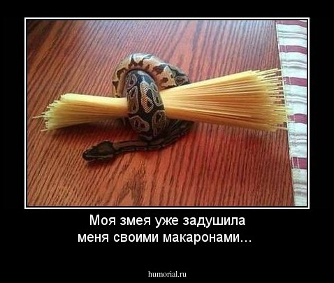 Моя змея уже задушила меня своими макаронами...