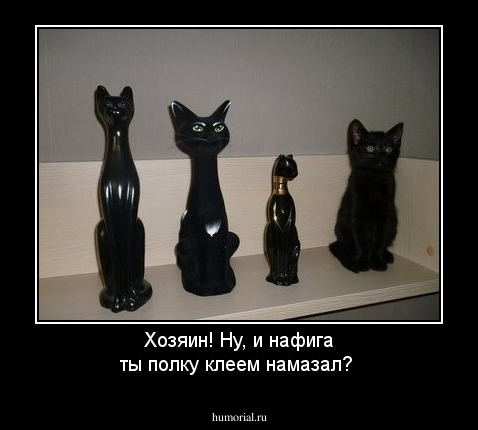 Хозяин! Ну, и нафига ты полку клеем намазал?