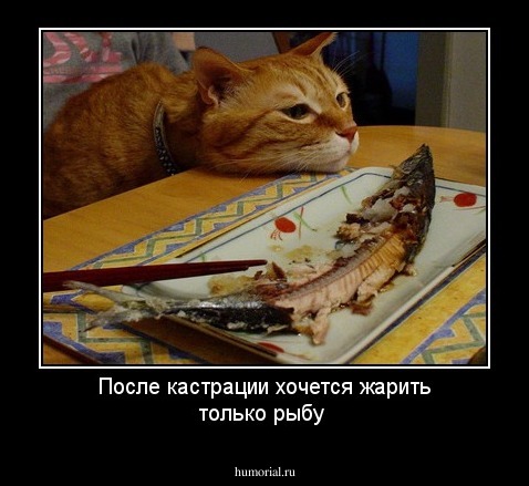 После кастрации хочется жарить только рыбу