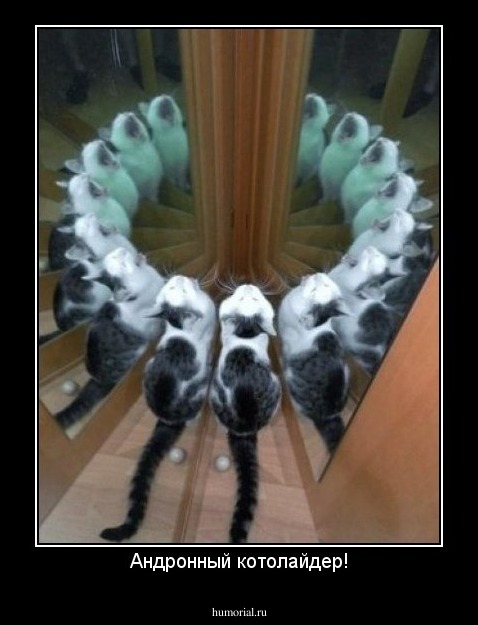 Андронный котолайдер!