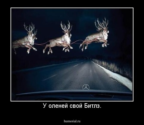 У оленей свой Битлз.