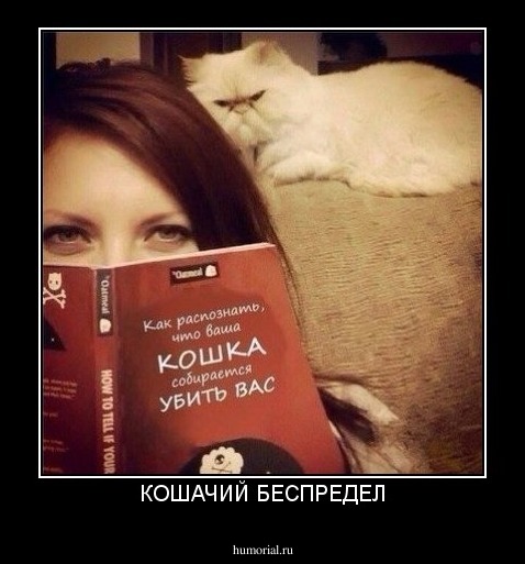 КОШАЧИЙ БЕСПРЕДЕЛ