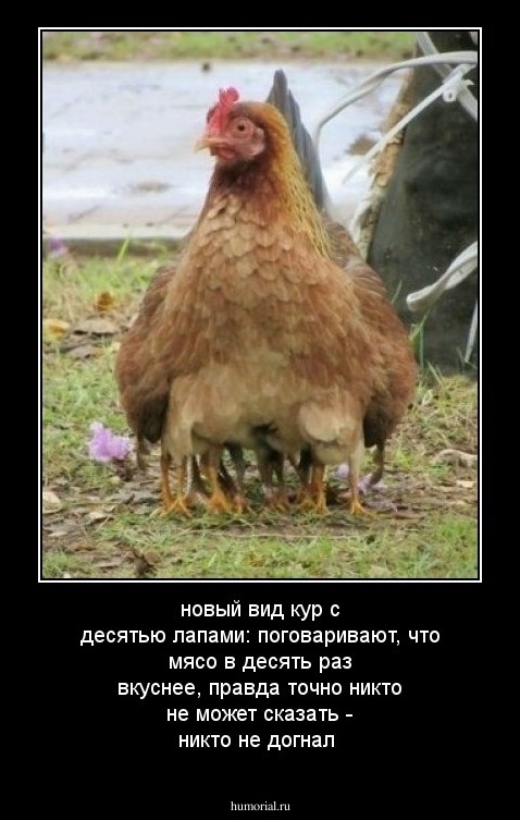 новый вид кур с десятью лапами: поговаривают, что мясо в десять раз вкуснее, правда точно никто не может сказать - никто не догнал