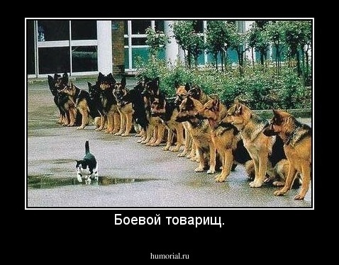 Боевой товарищ.