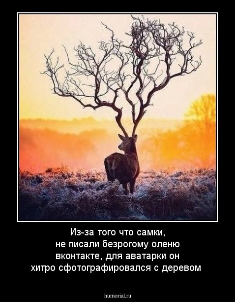 Из-за того что самки, не писали безрогому оленю вконтакте, для аватарки он хитро сфотографировался с деревом
