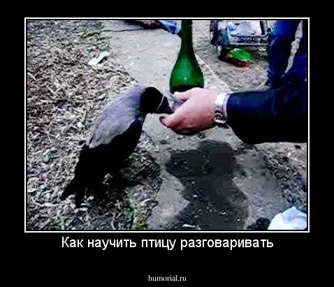 Как научить птицу разговаривать