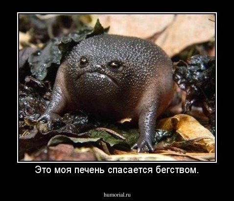 Это моя печень спасается бегством.