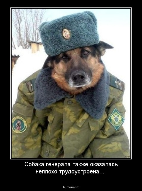 Собака генерала также оказалась неплохо трудоустроена...