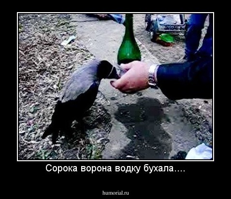 Сорока ворона водку бухала....